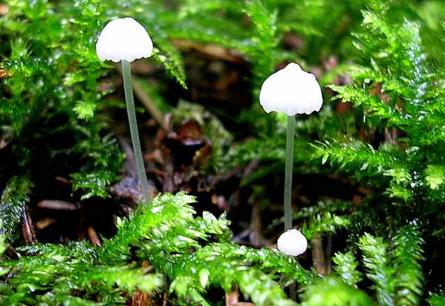 2005 :  Un anno di funghi
